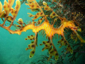   Leafy Sea Dragon. Was lucky enough find one took 40 minutes horrid visibility didnt get many good shots...but nonethless im happy it. Dragon shotsbut shots but it  